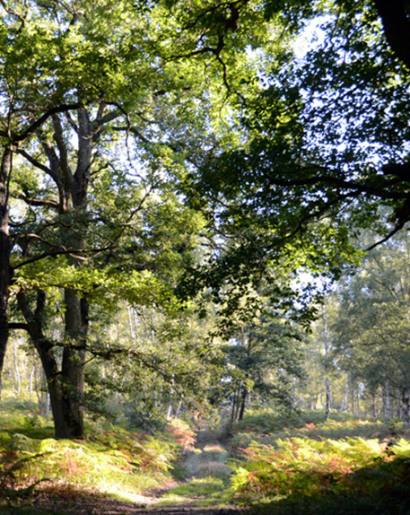 arbres remarquables